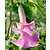 Brugmansia Pink - 3 Plants