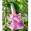 Brugmansia Pink - 3 Plants - Angel's Trumpet - Buying Summer Flowers?