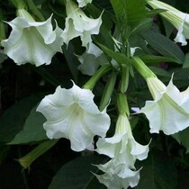Brugmansia Wit - 3 Planten