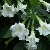 Brugmansia Weiß - 3 Pflanzen