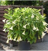 Brugmansia White - 3 Plants - Angel's trumpet - Buying a tub plant? Garden-Select.com