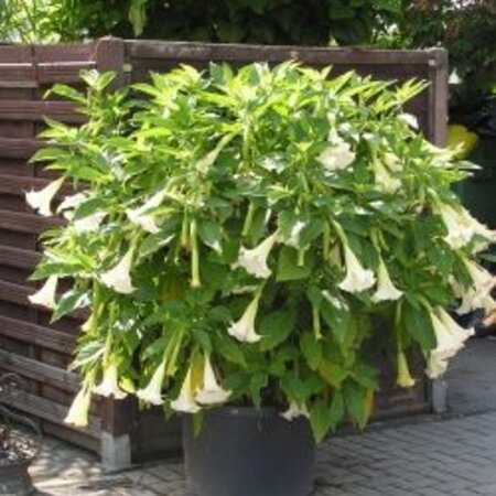 Brugmansia Wit - 3 Planten - Engelentrompet - Kuipplant Kopen? Garden-Select.com