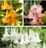 Brugmansia Mix - 3 Planten - Engelentrompet Online Kopen? Garden-Select.com