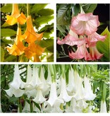 Brugmansia Mix - 3 Plants - Angel Trumpet Buy Online? Garden-Select.com