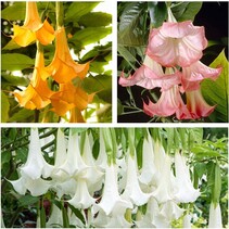 Brugmansia Mix - 3 Pflanzen