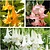 Brugmansia Mix - 3 Plants