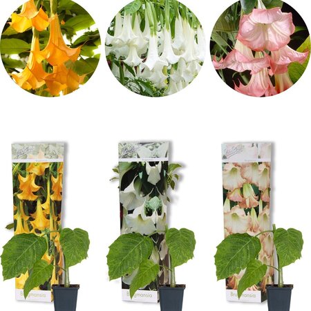Brugmansia Mix - 3 Planten - Engelentrompet Online Kopen? Garden-Select.com