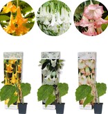 Brugmansia Wit - 3 Planten - Engelentrompet - Kuipplant Kopen? Garden-Select.com