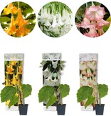 Brugmansia Wit - 3 Planten - Engelentrompet - Kuipplant Kopen? Garden-Select.com
