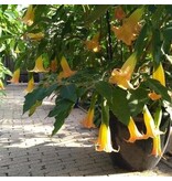 Brugmansia Geel - Trompetplant / Datura Kopen? Garden-Select.com