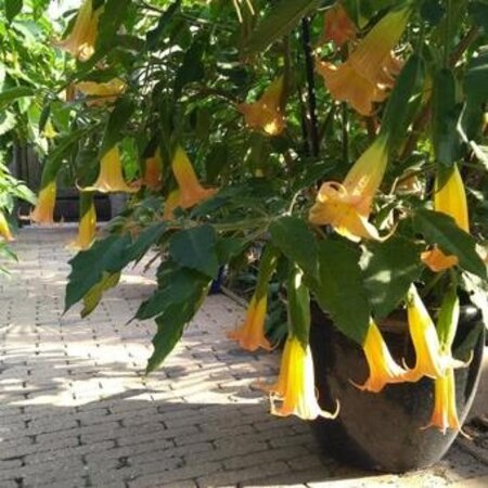 Brugmansia Yellow - Trumpet Plant / Datura Buy? Garden-Select.com