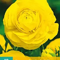 Ranunculus Yellow - 10 Bulbs