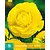 Ranunculus Yellow - 10 Bulbs