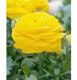 Ranunculus Yellow - 10 Bulbs - Large-flowered - Double flowers - Garden-Select.com