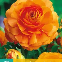 Ranunculus Orange - 10 Bulbs