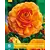 Ranunculus Orange - 10 Bulbs