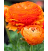 Ranunculus Orange - 10 Bulbs - Buy Large Double-Flowered Ranunculus? Garden Select