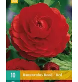 Ranunculus Red - 10 Bulbs - Buy Summer bulbs online? Garden-Select.com