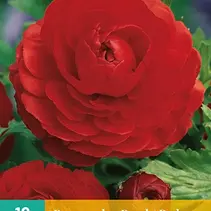 Ranunculus Red - 10 Bulbs