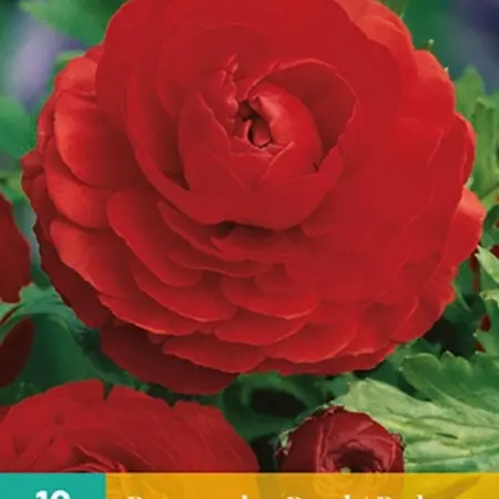 Ranonkels Rood - 10 Bollen - Online Zomerbollen Kopen? Garden-Select.com