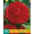 Ranunculus Red - 10 Bulbs