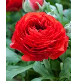 Ranunculus Red - 10 Bulbs - Buy Summer bulbs online? Garden-Select.com