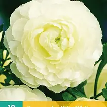 Ranunculus White - 10 Bulbs