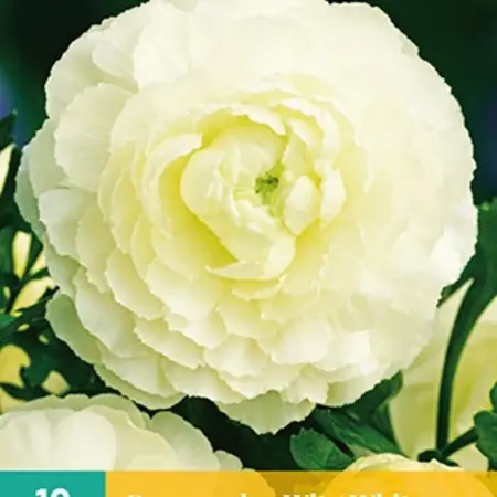Ranunculus White - 10 Bulbs - Buy Summer bulbs online? Garden-Select.com