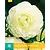 Ranunculus White - 10 Bulbs