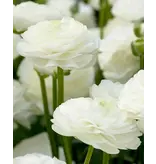 Ranonkels Wit - 10 Bollen - Online Zomerbollen Kopen? Garden-Select.com