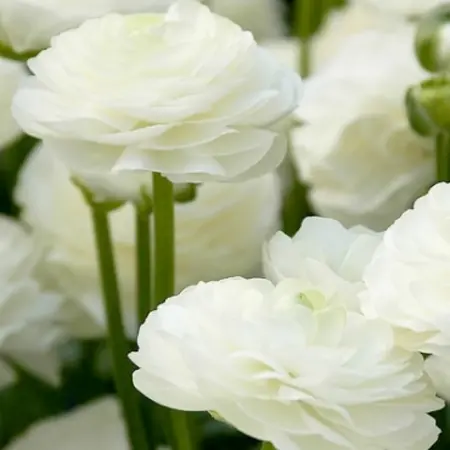 Ranunculus White - 10 Bulbs - Buy Summer bulbs online? Garden-Select.com