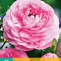 Ranunculus Pink - 10 Bulbs
