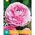 Ranunkel Rosa - 10 Blumenwiebeln