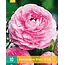 Ranunculus Pink - 10 Bulbs - Buy Summer bulbs - Summer flowering bulbs? Garden Select