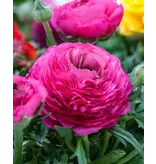 Ranunculus Pink - 10 Bulbs - Buy Summer bulbs - Summer flowering bulbs? Garden Select
