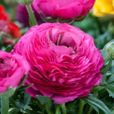 Ranunculus Pink - 10 Bulbs - Buy Summer bulbs - Summer flowering bulbs? Garden Select