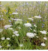 Barenbrug Biodiversity Wildflowers 1 kg - Flower Mixture For 2000 m2 - Garden-Select.com