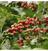 Arabica koffie (Coffea arabica) - De Leverancier In Exotische Zaden - Garden-Select.com