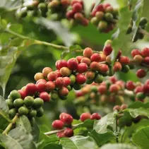 Arabica-Kaffee (Coffea arabica) - 10 Samen