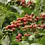 Arabica coffee (Coffea arabica) - The Supplier In Exotic Seeds - Garden-Select.com