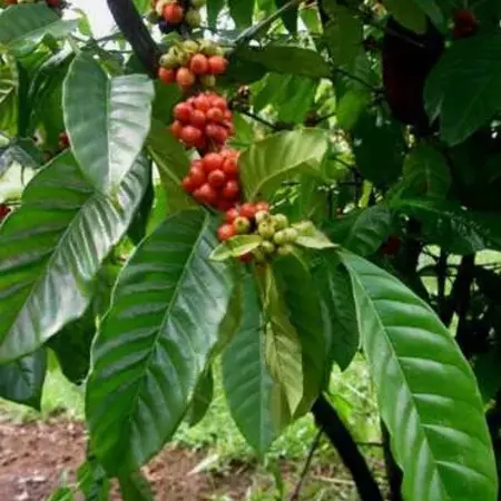 Arabica koffie (Coffea arabica) - De Leverancier In Exotische Zaden - Garden-Select.com
