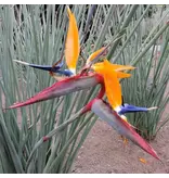 Bird of paradise flower (Strelitzia Juncea) - 3 Seeds - Exotic Seeds - Garden-Select.com