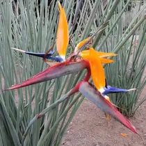 Bird of paradise flower (Strelitzia Juncea) - 3 Seeds