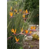 Bird of paradise flower (Strelitzia Juncea) - 3 Seeds - Exotic Seeds - Garden-Select.com