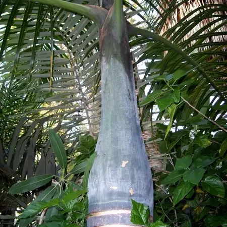 Spindle palm (Hyophorbe verschaffeltii) - 5 Seeds - Buying Exotic Seeds? Garden Select