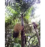 Spindle palm (Hyophorbe verschaffeltii) - 5 Seeds - Buying Exotic Seeds? Garden Select