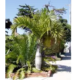 Spindelpalm (Hyophorbe verschaffeltii) - 5 Zaden - Exotische Zaden Kopen? Garden Select