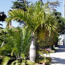 Spindle palm (Hyophorbe verschaffeltii) - 5 Seeds