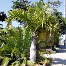 Spindelpalm (Hyophorbe verschaffeltii) - 5 Zaden