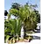 Spindelpalm (Hyophorbe verschaffeltii) - 5 Zaden